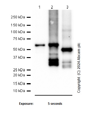 Western blot - Anti-RUNX1 / AML1+RUNX3+RUNX2 antibody [EPR3098] - BSA and Azide free (ab248432), expandable thumbnail