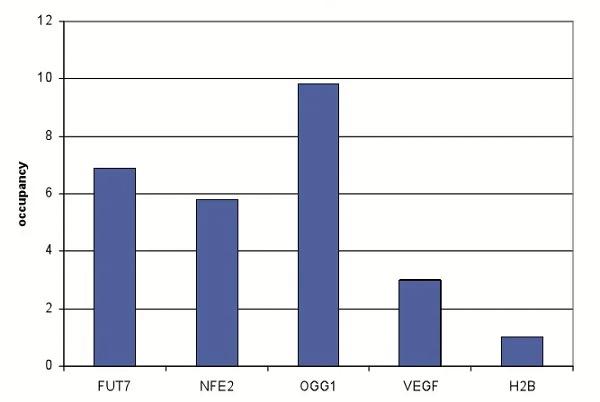 ChIP - Anti-RUNX1T1/ETO/CDR antibody - ChIP Grade (AB195329)