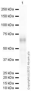 Western blot - Anti-RUNX2 antibody (AB114133), expandable thumbnail