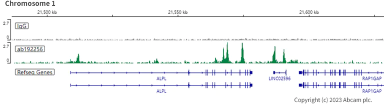 ChIC/CUT&RUN sequencing - Anti-RUNX2 antibody [EPR14334] (AB192256)