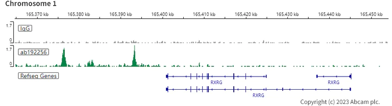 ChIC/CUT&RUN sequencing - Anti-RUNX2 antibody [EPR14334] (AB192256)