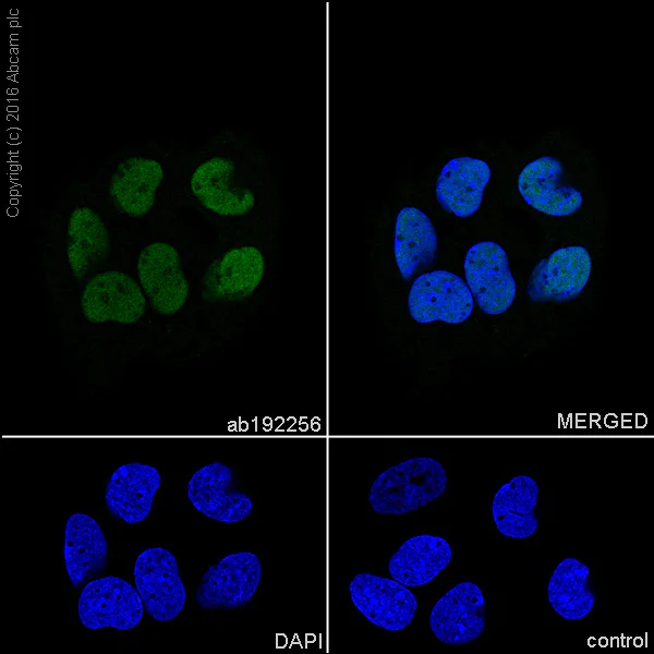 Immunocytochemistry/ Immunofluorescence - Anti-RUNX2 antibody [EPR14334] (AB192256)