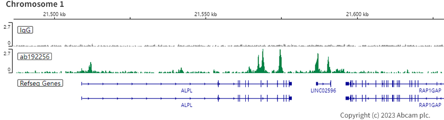 ChIC/CUT&RUN sequencing - Anti-RUNX2 antibody [EPR14334] - BSA and Azide free (ab240329), expandable thumbnail