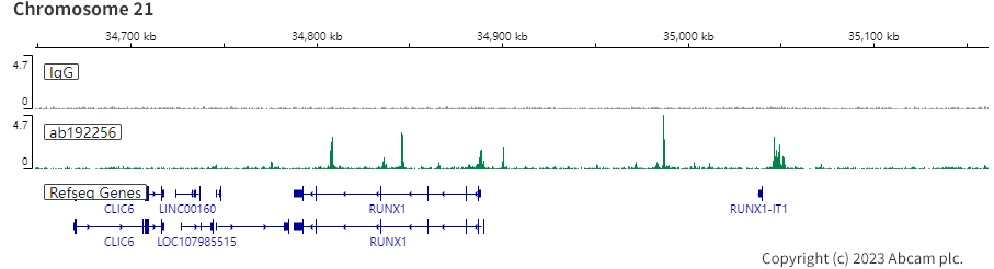 ChIC/CUT&RUN sequencing - Anti-RUNX2 antibody [EPR14334] - BSA and Azide free (ab240329), expandable thumbnail