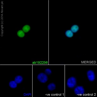 Immunocytochemistry/ Immunofluorescence - Anti-RUNX2 antibody [EPR14334] - BSA and Azide free (AB240329), expandable thumbnail