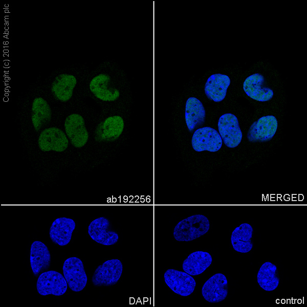 Immunocytochemistry/ Immunofluorescence - Anti-RUNX2 antibody [EPR14334] - BSA and Azide free (AB240329), expandable thumbnail
