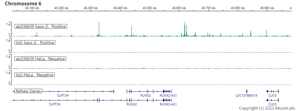 ChIC/CUT&RUN sequencing - Anti-RUNX2 antibody [EPR22858-106] - BSA and Azide free (AB264077), expandable thumbnail