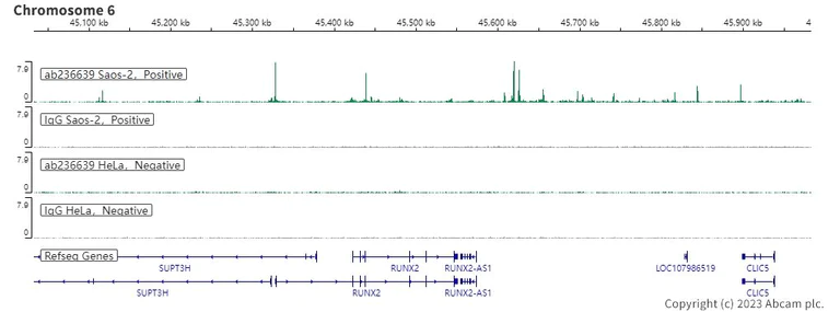 ChIC/CUT&RUN sequencing - Anti-RUNX2 antibody [EPR22858-106] - BSA and Azide free (AB264077)