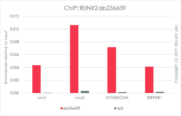 ChIP - Anti-RUNX2 antibody [EPR22858-106] - BSA and Azide free (ab264077), expandable thumbnail