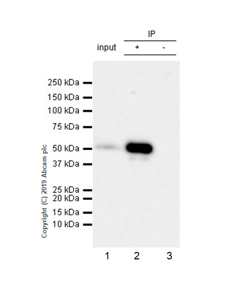Immunoprecipitation - Anti-RUNX2 antibody [EPR22858-106] - BSA and Azide free (AB264077), expandable thumbnail