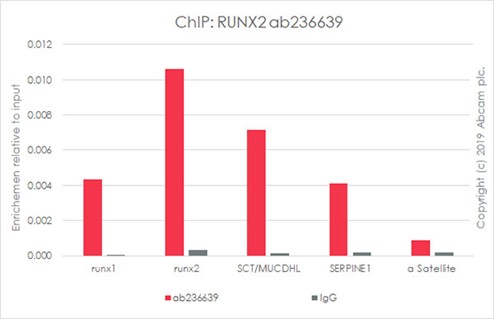ChIP - Anti-RUNX2 antibody [EPR22858-106] - ChIP Grade (AB236639), expandable thumbnail