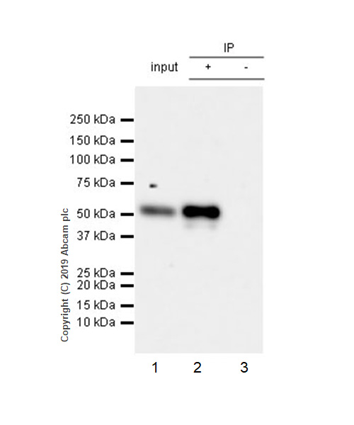Immunoprecipitation - Anti-RUNX2 antibody [EPR22858-106] - ChIP Grade (AB236639), expandable thumbnail