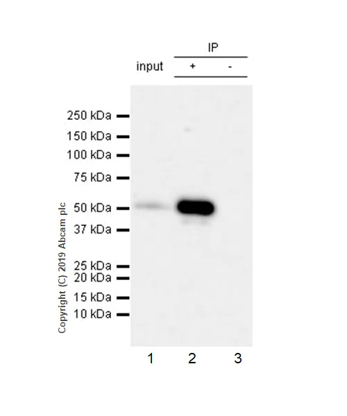 Immunoprecipitation - Anti-RUNX2 antibody [EPR22858-106] - ChIP Grade (AB236639)