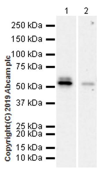 Western blot - Anti-RUNX2 antibody [EPR22858-106] - ChIP Grade (AB236639), expandable thumbnail