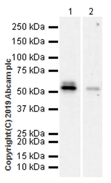 Western blot - Anti-RUNX2 antibody [EPR22858-106] - ChIP Grade (AB236639)