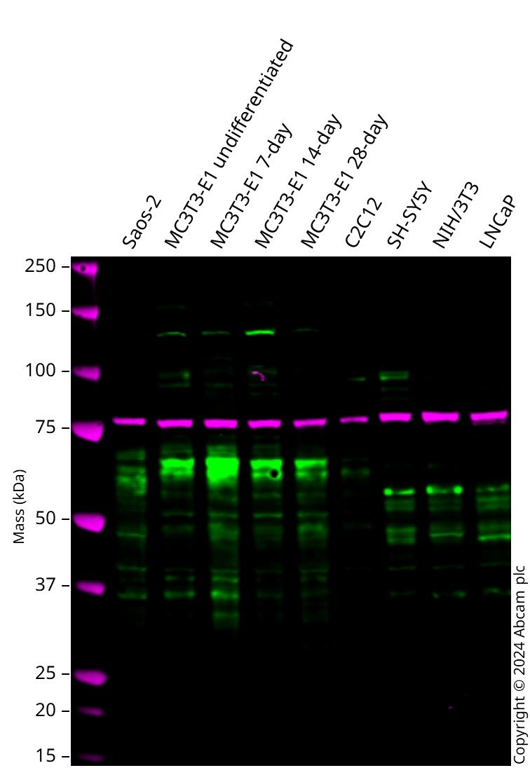Western blot - Anti-RUNX2 antibody [EPR22858-106] - ChIP Grade (ab236639), expandable thumbnail