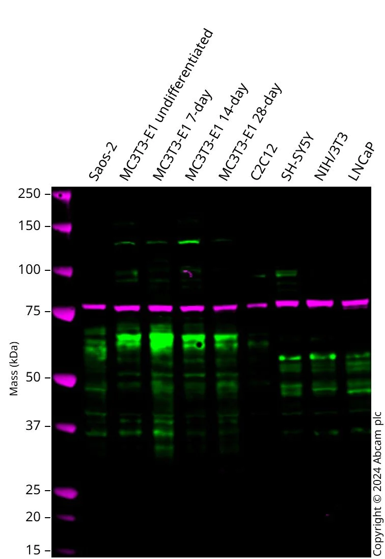 Western blot - Anti-RUNX2 antibody [EPR22858-106] - ChIP Grade (AB236639)