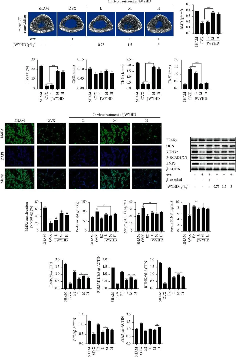 Western blot - Anti-RUNX2 antibody [EPR22858-106] - ChIP Grade (AB236639)
