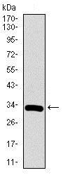 Western blot - Anti-RUNX3 antibody [2B3] (AB135248), expandable thumbnail