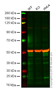 Western blot - Anti-RUNX3 antibody [2B3] (AB135248), expandable thumbnail