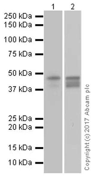 Western blot - Anti-RUNX3 antibody [EPR20680] (AB224642)