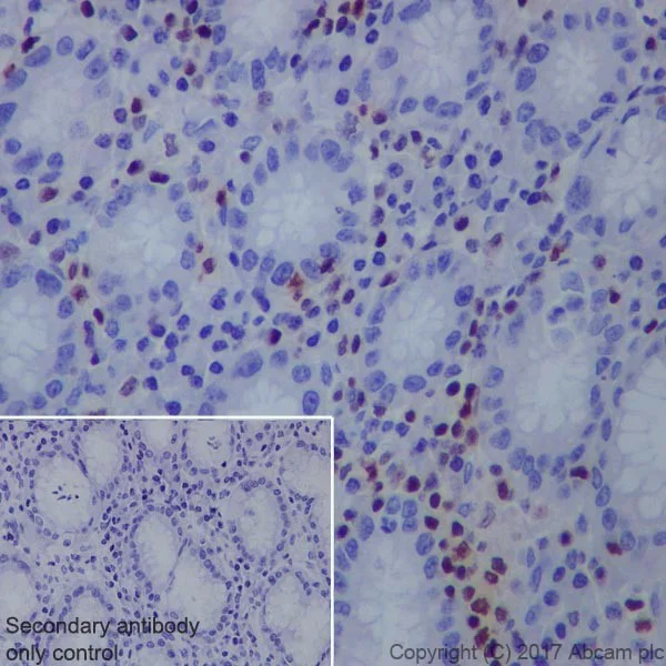 Immunohistochemistry (Formalin/PFA-fixed paraffin-embedded sections) - Anti-RUNX3 antibody [EPR20680] - BSA and Azide free (AB251583)