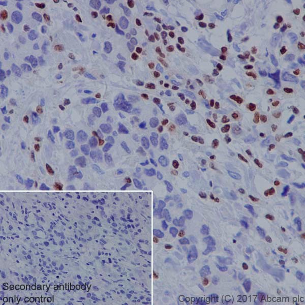 Immunohistochemistry (Formalin/PFA-fixed paraffin-embedded sections) - Anti-RUNX3 antibody [EPR20680] - BSA and Azide free (AB251583)