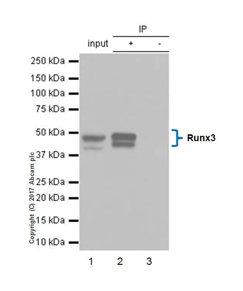 Immunoprecipitation - Anti-RUNX3 antibody [EPR20680] - BSA and Azide free (AB251583)