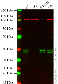 Western blot - Anti-RUNX3 antibody [EPR20680] - BSA and Azide free (AB251583)