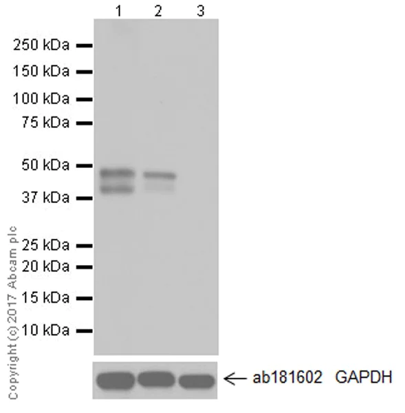 Western blot - Anti-RUNX3 antibody [EPR20680] - BSA and Azide free (AB251583)