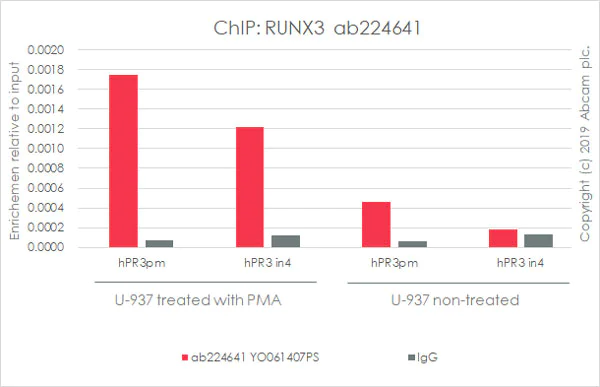 ChIP - Anti-RUNX3 antibody [EPR20687] - ChIP Grade (AB224641)