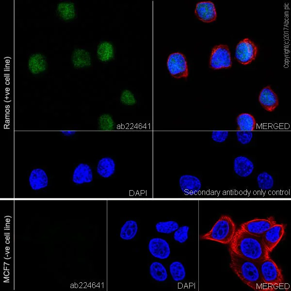Immunocytochemistry/ Immunofluorescence - Anti-RUNX3 antibody [EPR20687] - ChIP Grade (AB224641)