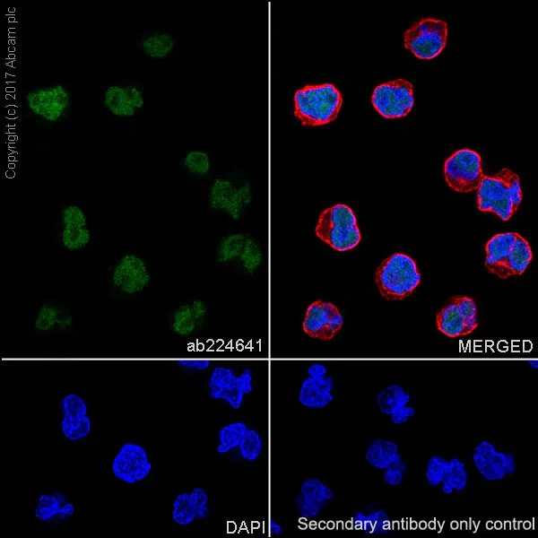 Immunocytochemistry/ Immunofluorescence - Anti-RUNX3 antibody [EPR20687] - ChIP Grade (AB224641)