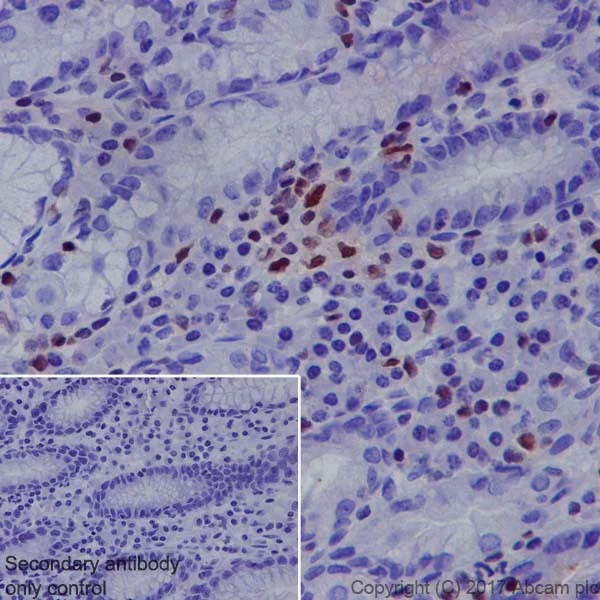 Immunohistochemistry (Formalin/PFA-fixed paraffin-embedded sections) - Anti-RUNX3 antibody [EPR20687] - ChIP Grade (AB224641)