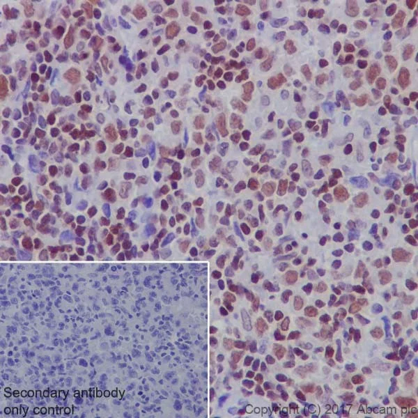 Immunohistochemistry (Formalin/PFA-fixed paraffin-embedded sections) - Anti-RUNX3 antibody [EPR20687] - ChIP Grade (AB224641)