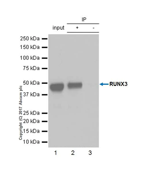 Immunoprecipitation - Anti-RUNX3 antibody [EPR20687] - ChIP Grade (AB224641)