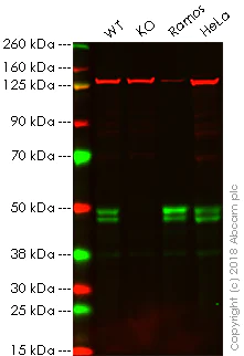 Western blot - Anti-RUNX3 antibody [EPR20687] - ChIP Grade (AB224641)