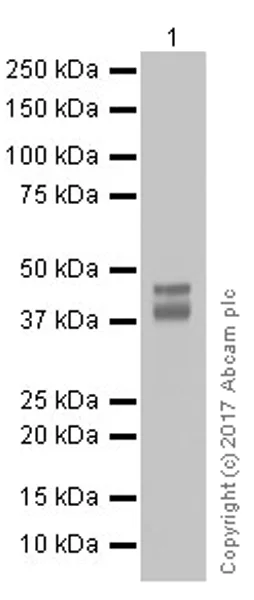 Western blot - Anti-RUNX3 antibody [EPR20687] - ChIP Grade (AB224641)