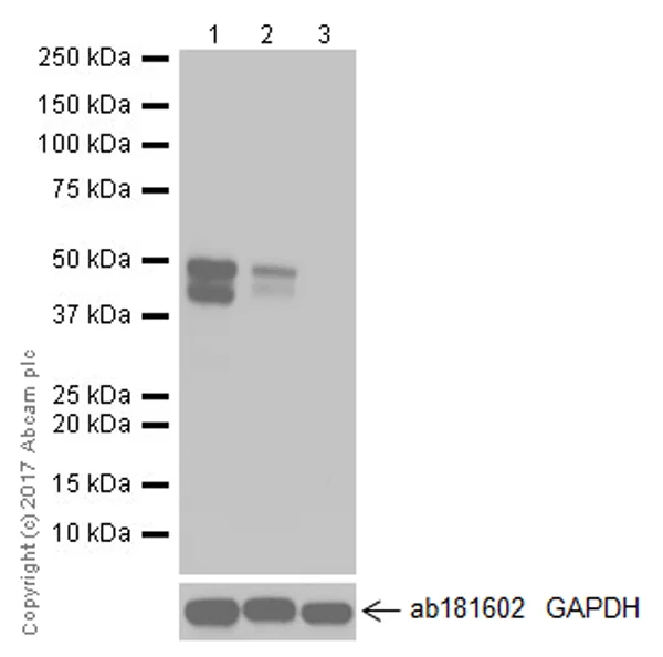 Western blot - Anti-RUNX3 antibody [EPR20687] - ChIP Grade (AB224641)
