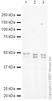 Western blot - Anti-RUNX3 antibody [R3-5G4] (AB40278), expandable thumbnail