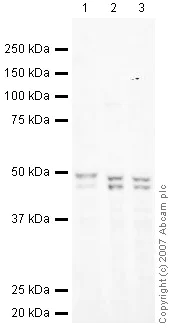 Western blot - Anti-RUNX3 antibody [R3-5G4] (AB40278)