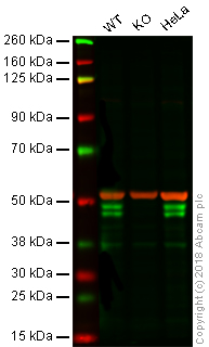 Western blot - Anti-RUNX3 antibody [R3-5G4] (AB40278), expandable thumbnail