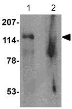 Western blot - Anti-RUTBC1 antibody (AB139811)