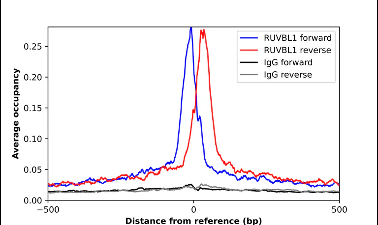 ChIP - Anti-RUVBL1 Antibody (AB327199)