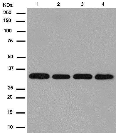 Western blot - Anti-RWDD1 antibody [EPR13715(B)] - BSA and Azide free (AB250560), expandable thumbnail