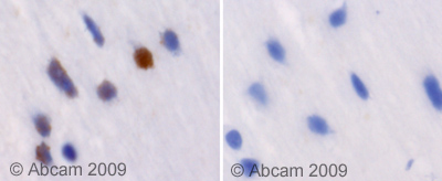 Immunohistochemistry (Formalin/PFA-fixed paraffin-embedded sections) - Anti-RXRG antibody (AB53162)