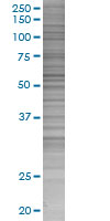 SDS-PAGE - RXRG overexpression 293T lysate (whole cell) (AB94313), expandable thumbnail