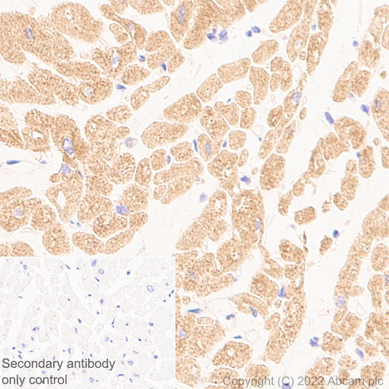 Immunohistochemistry (Formalin/PFA-fixed paraffin-embedded sections) - Anti-Ryanodine receptor 2/RYR-2 antibody [EPR26288-70] - BSA and Azide free (AB302717)