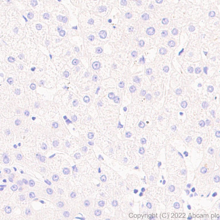 Immunohistochemistry (Formalin/PFA-fixed paraffin-embedded sections) - Anti-Ryanodine receptor 2/RYR-2 antibody [EPR26288-70] - BSA and Azide free (AB302717)