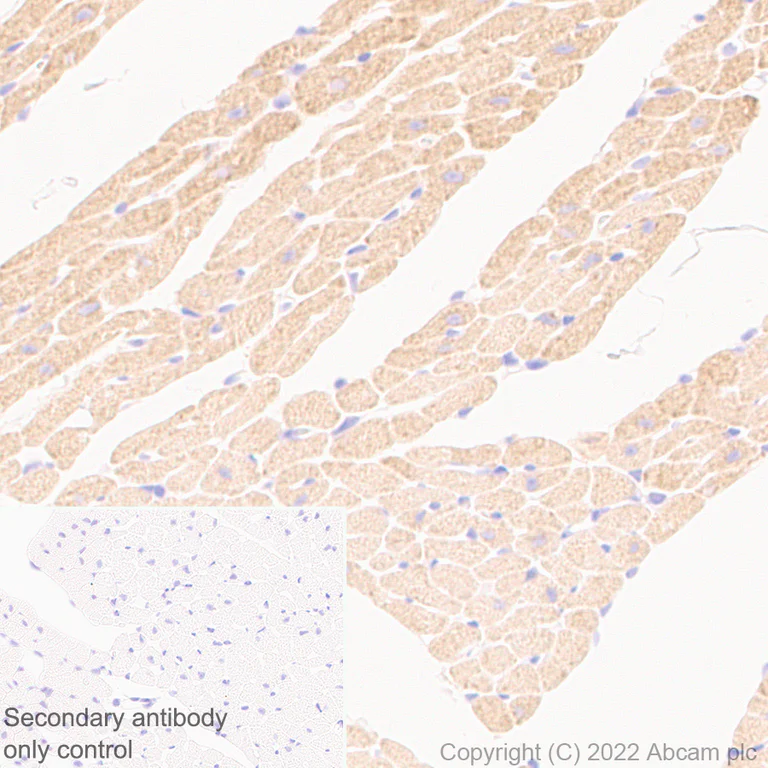 Immunohistochemistry (Formalin/PFA-fixed paraffin-embedded sections) - Anti-Ryanodine receptor 2/RYR-2 antibody [EPR26288-70] - BSA and Azide free (AB302717)